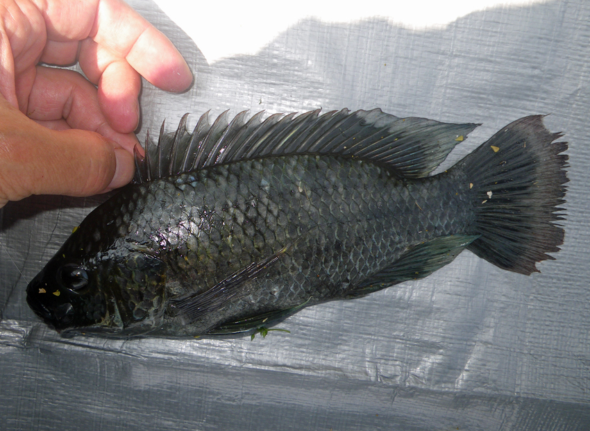 Tilapia, Mozambique fishingwithpole